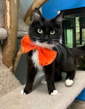 Beautician, adult, available for adoption