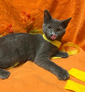 Blossom (bonded to Bubbles), kitten, available for adoption