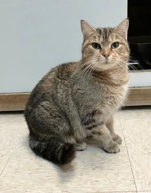 a cat