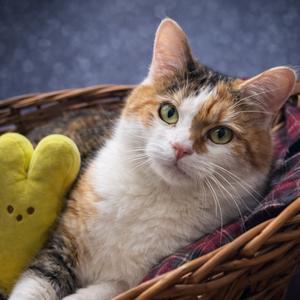 Biscuit, adult, available for adoption