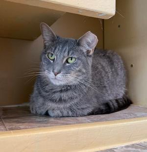 Astrid, young, available for adoption