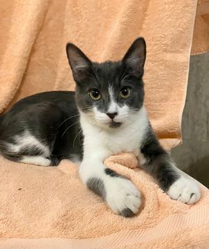 Butterball, kitten, available for adoption