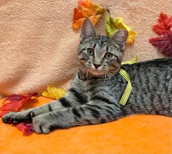 Banana, kitten, available for adoption