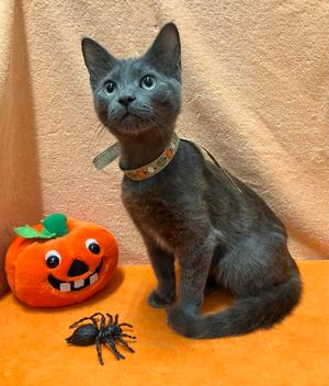 Buttercup, kitten, available for adoption