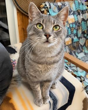 Bunny, adult, available for adoption