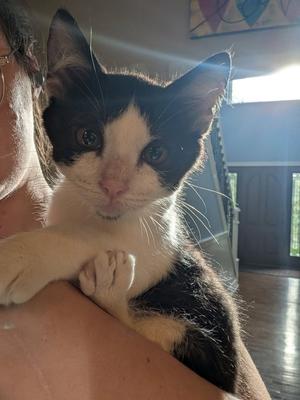 A black and white cat being held by a person, with its paw resting on the person's arm.