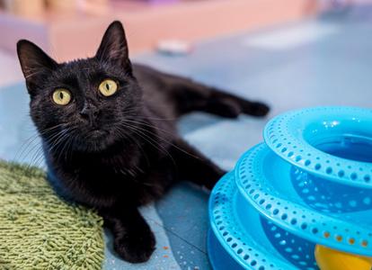 Beck - KBC, adult, available for adoption