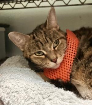 Amanda, adult, available for adoption