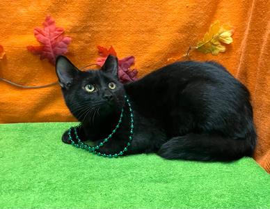Alligator, kitten, available for adoption