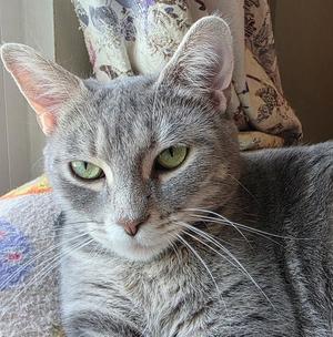 Bandit, adult, available for adoption