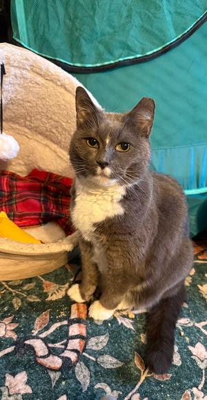 Bootsie, adult, available for adoption