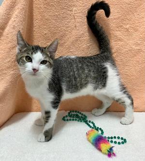 Blarney, kitten, available for adoption
