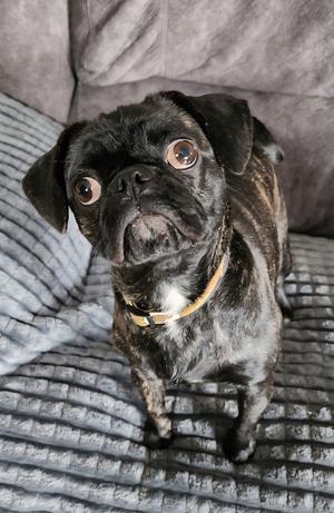 Sissy, Pug, adult, available for adoption