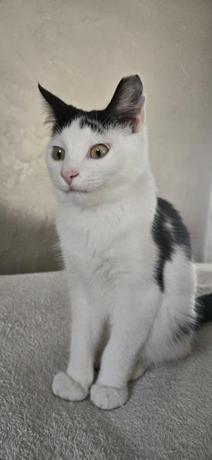 A black and white cat sitting on a gray surface.