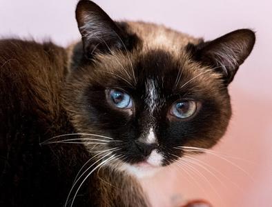 Celeste (bonded to Dipper) - KBC, adult, available for adoption