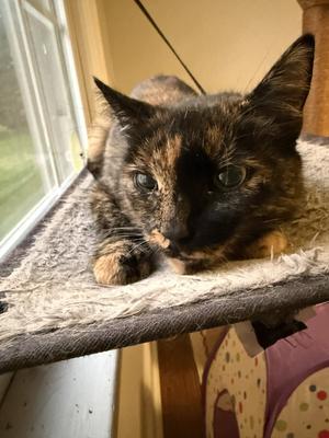 Chai, adult, available for adoption