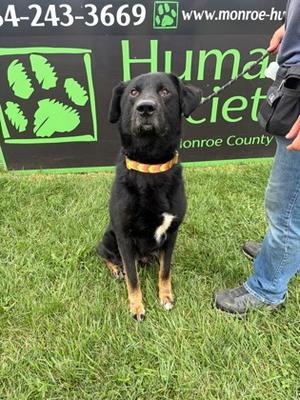 Banjo, German Shepherd Dog Mix, adult, available for adoption