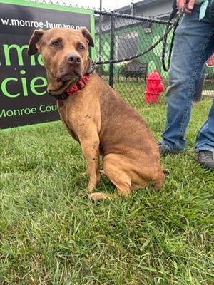 Bloom, Mixed Breed, adult, available for adoption