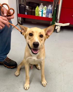 Connor, German Shepherd Dog Mix, young, available for adoption