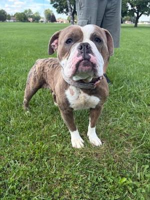 A brown and white dog standing on a grassy field, looking directly at the camera.