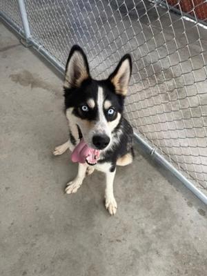 A black and white husky dog with blue eyes is sitting on a concrete floor, looking up with its tongue out. The dog is behind a chain-link fence.