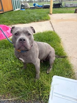 Atlanta, Mixed Breed, adult, available for adoption