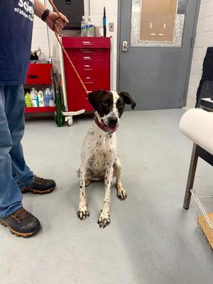 Crumble, German Shorthaired Pointer Mix, young, available for adoption