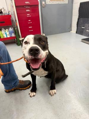 Emelia, Boxer Mix, adult, available for adoption