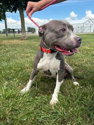 Harmony, Mixed Breed, adult, available for adoption
