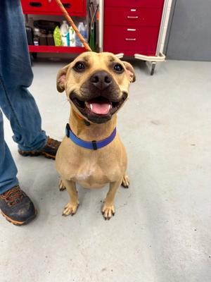 Hera, Mixed Breed, adult, available for adoption