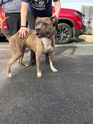 Evie, Mixed Breed, adult, available for adoption
