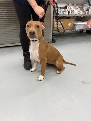 Destiny, Terrier Mix, young, available for adoption