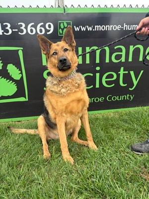 Candance, German Shepherd Dog, senior, available for adoption