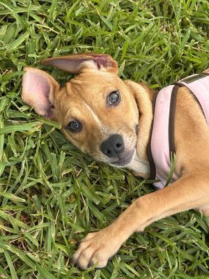 Mary, Hound / Black Mouth Cur, puppy, available for adoption