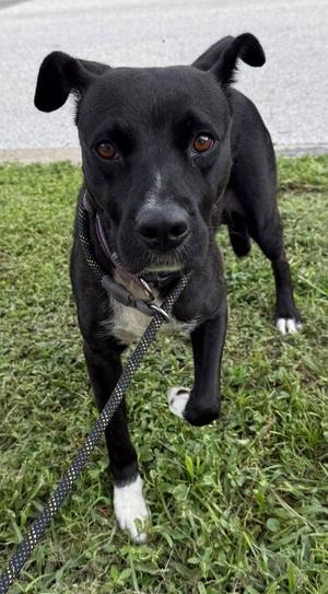FIFA, Labrador Retriever / Terrier, adult, available for adoption