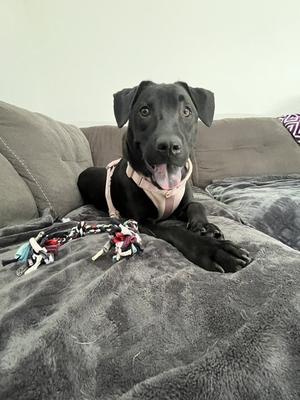 Oregano - TRAINING CAMP, Hound / Catahoula Leopard Dog, young, available for adoption