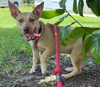 Midge Doglando Graduate, Corgi / Terrier, adult, available for adoption