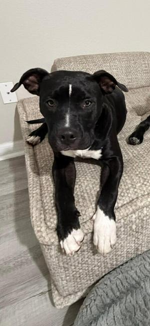 Mystique AKA Cali *BONDED* with Magneto AKA Cash, American Bulldog / Terrier, adult, available for adoption