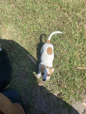 Flora FH, Jack Russell Terrier, puppy, available for adoption