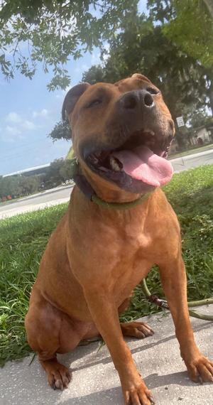 Maple, Black Mouth Cur, adult, available for adoption