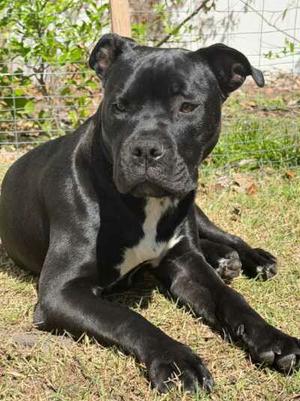 Magneto AKA Cash *BONDED* with Mystique AKA Cali, American Bulldog / Terrier, adult, available for adoption