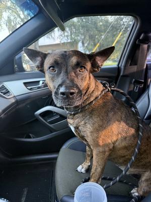 Olivia, Dutch Shepherd, available for adoption