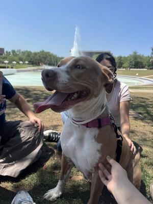 Blossom FH, Hound / Terrier, adult, available for adoption