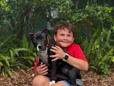 Kate Beckett Doglando Graduate, Terrier, young, available for adoption