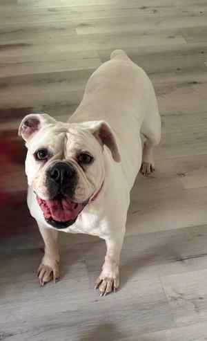 Khloe, English Bulldog, senior, available for adoption