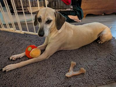Arya - *FH, Black Mouth Cur / Hound, adult, available for adoption