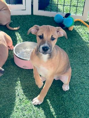 Rita, Hound / Black Mouth Cur, puppy, available for adoption