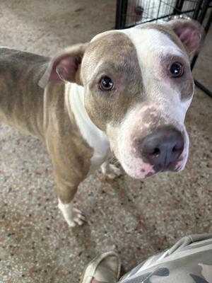 Rosetta - TRAING CAMP, Labrador Retriever / Terrier, adult, available for adoption