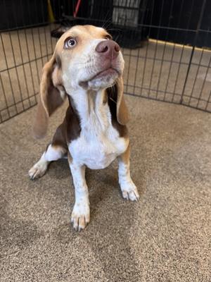 Penny, Beagle, puppy, available for adoption