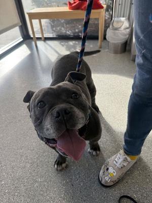 Sasha, Bulldog, adult, available for adoption